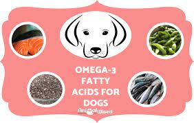 Benefits of Omega 3 Omega 6 Fatty Acids for Dogs Pashudhan praharee