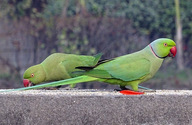 Rose ringed parakeet Free Stock Photos, Images, and Pictures of Rose ringed  parakeet