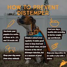Distemper treatment at home sale