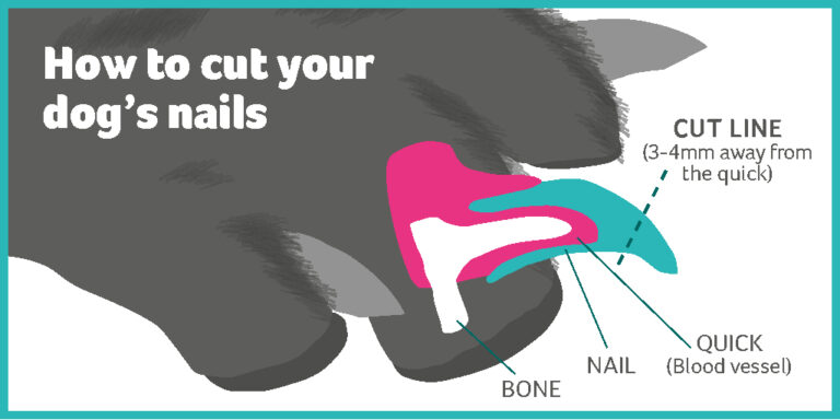 View of The Importance of Trimming Dog Nails:Tips & Tricks, Do’s and Don’ts ...