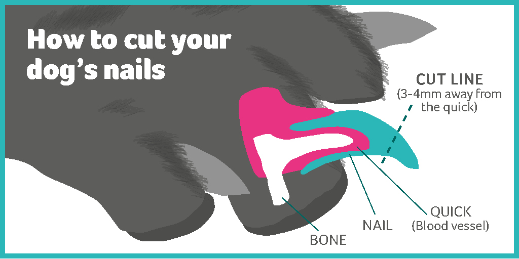 How to Cut Dog Nails | PetSmart