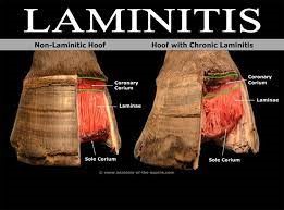 Laminitis in Equine