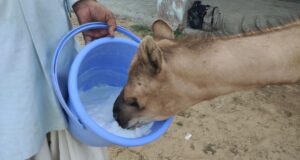 A camel being fed
