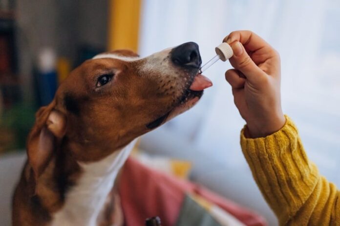 BENEFITS OF DIETARY SUPPLEMENTS FOR YOUR PETS