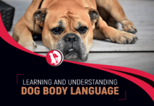 Canine Behaviour Psychology