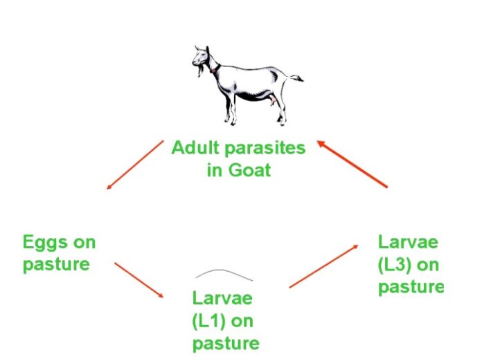 Control and Managemental Strategies of Major Parasitic Infections of Goats