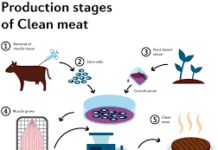 Cultured Meat