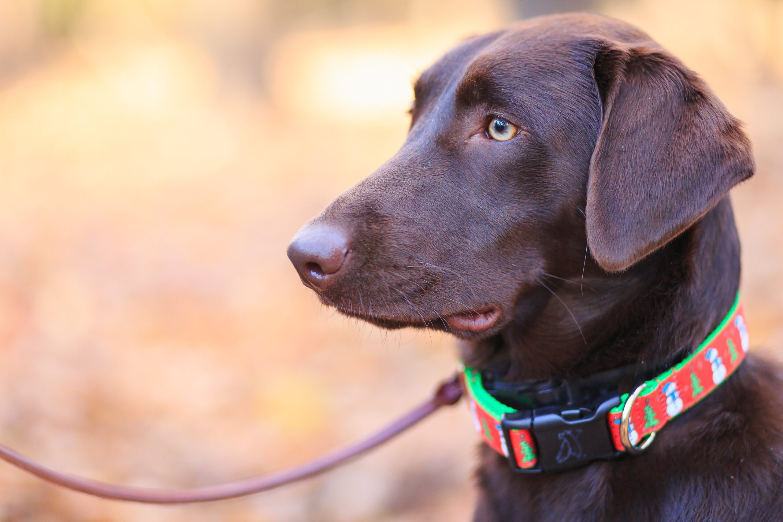 Design Your Dog's Rope Identification Day Collar