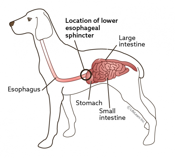 GASTROESOPHAGEAL REFLUX DISEASE IN DOGS Pashudhan praharee