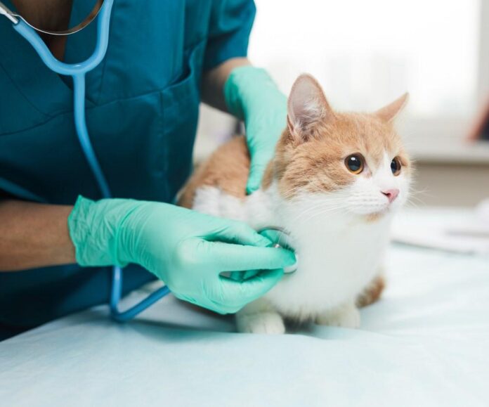 H5N1 avian flu in Polish pet cats