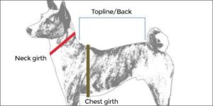 HOW TO MEASURE YOUR DOG FOR HARNESSES
