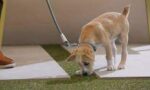 Litter or Potty Training your Pets