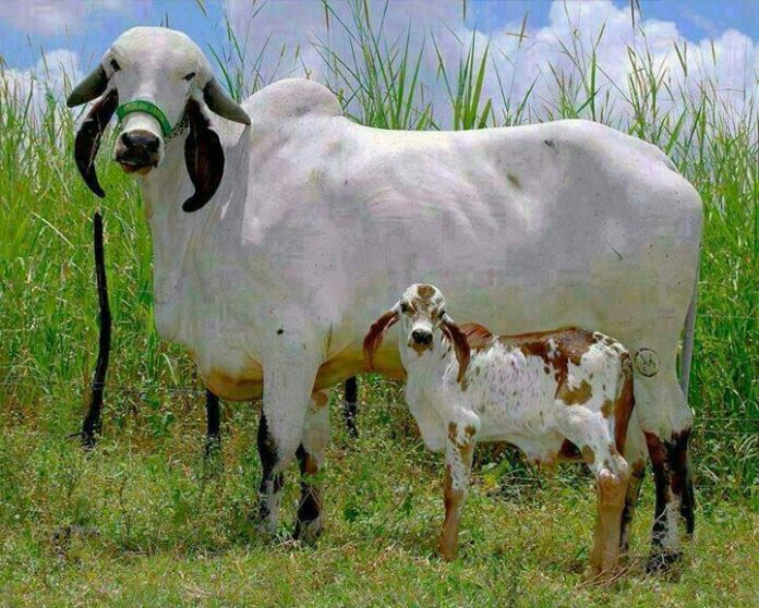 MANAGEMENT OF POST PARTUM ANESTRUS IN CROSS BREED COWS