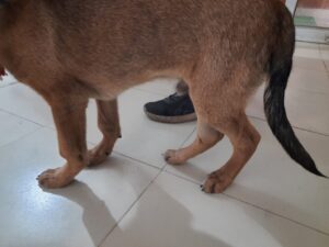Picture showing Rickets