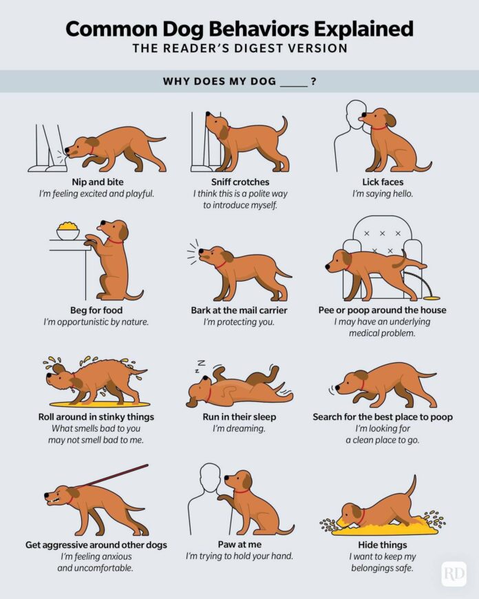 RULES IN INTERPRETATING DOG BEHAVIOR