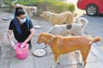 RULES & REGULATIONS FOR FEEDING STRAY OR COMMUNITY DOGS IN THE HOUSING SOCIETY