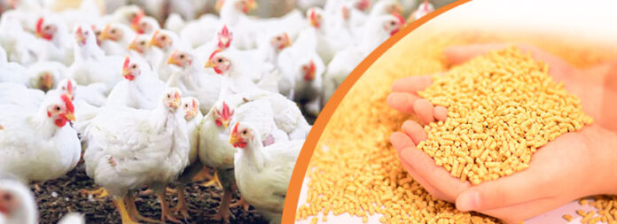 Role of Feed Grinding and Feed Particle Size in Poultry Feed Nutrition