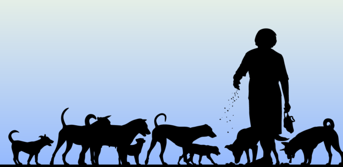 STRAY DOGS ARE A SOCIAL RESPONSIBILITY