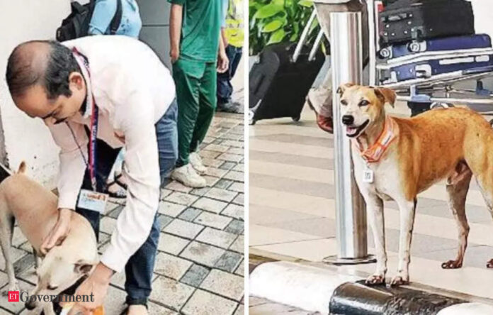 Stray dogs outside Mumbai Airport garlanded with 'Aadhaar' cards and QR codes