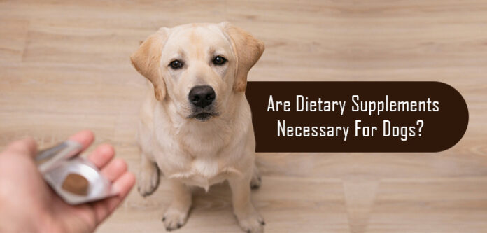 Supplements for Dogs