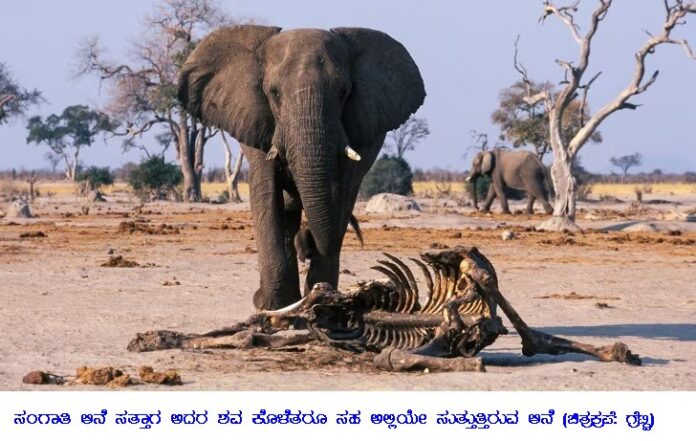 The sensation of Death in Animals The sensation of Death in Animals