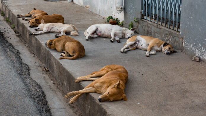 UNDERSTANDING THE STRAY DOG BEHAVIOR