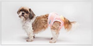 Using dog diapers