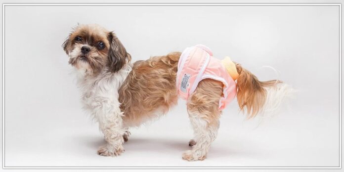 Using dog diapers
