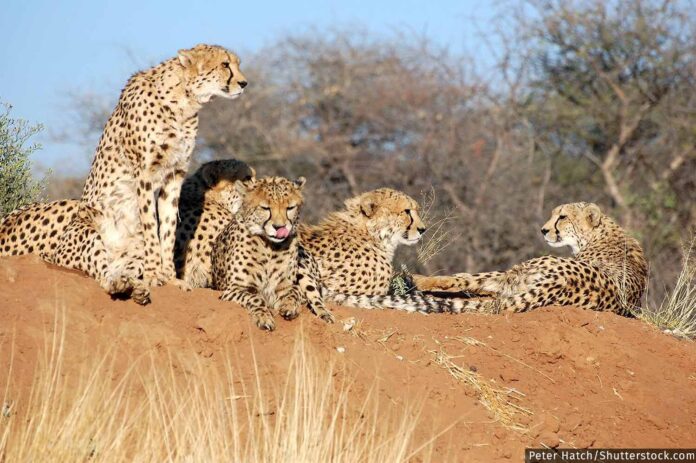 cheetah translocation