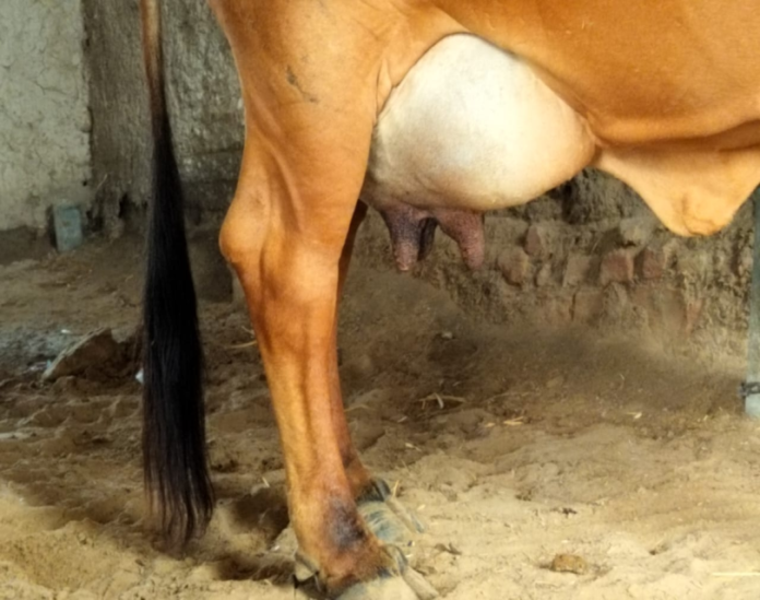 थनैला रोग