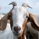 AI in Goats