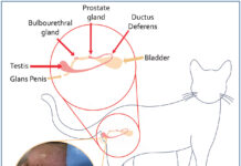 BREEDING MANAGEMENT PRACTICES  IN CATS