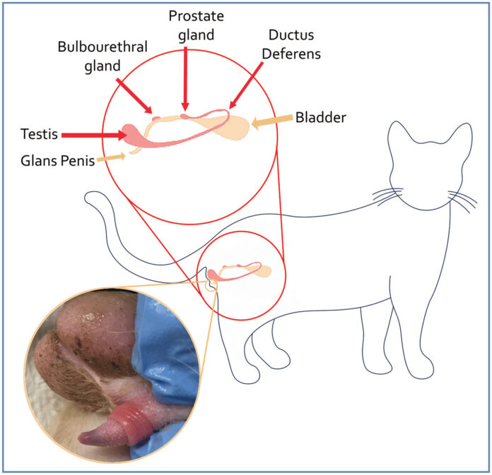 BREEDING MANAGEMENT PRACTICES  IN CATS