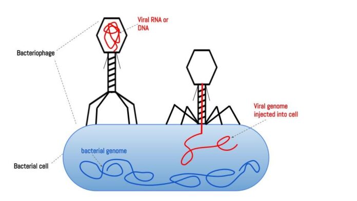 Bacteriophage Therapy : A Potential Therapeutic Agents