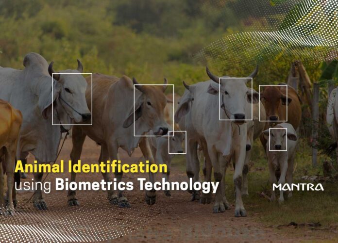 Biometric Identification of Animals
