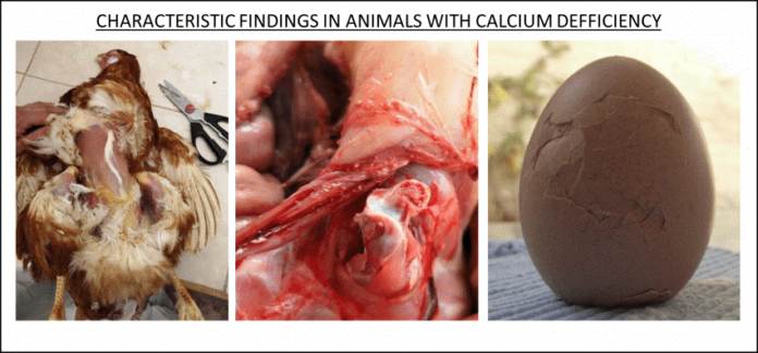 CALCIUM DEFICIENCY IN LAYING HENS