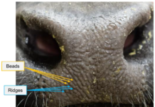 Cattle Identification Using Muzzle Print Images