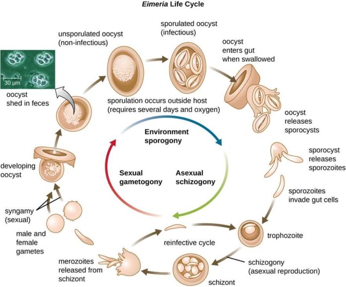 EIMERIA LIFE CYCLE