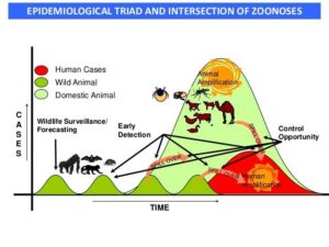 Epidemiological triad and intersection of zoonoses