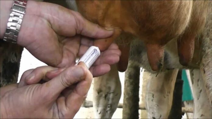 Intra-Mammary Infusion of Drug in a Cow Affected with Mastitis