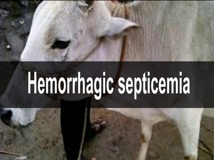 Haemorrhagic Septicemia