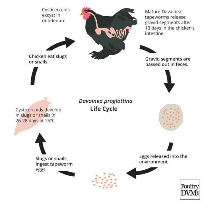 IMPORTANCE OF DEWORMING IN BACKYARD POULTRY