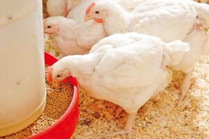 Importance of Feed Restriction in Broiler Production