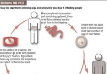 Important Parasitic Diseases and Their Prevention in Swine