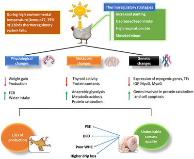 Metabolic Disorders in Commercial Broilers Metabolic Disorders in Commercial Broilers