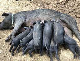 SCIENTIFIC PIG PRODUCTION PRACTICES IN INDIA SCIENTIFIC PIG PRODUCTION PRACTICES IN INDIA