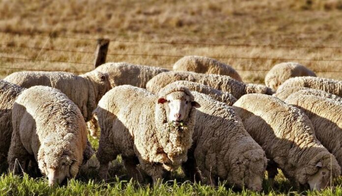 Sheep Rearing