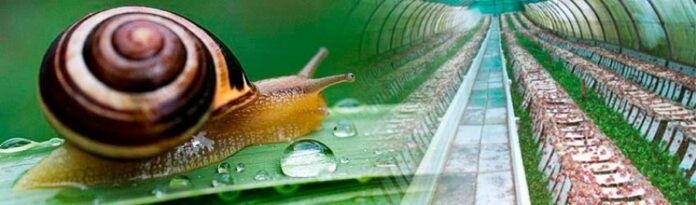 Snail Farming (Heliculture) in india 