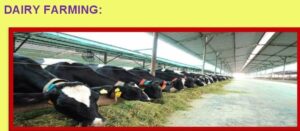 Strategies for Enhancing Productivity of Dairy Animals