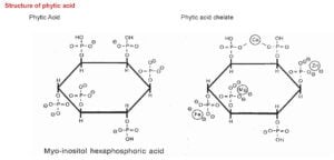 Structure of phytic acid